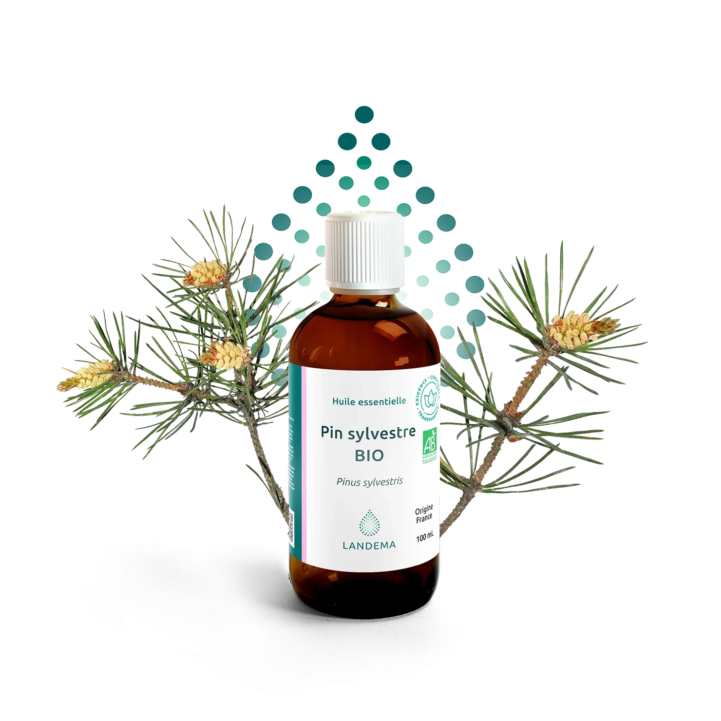 Scotch pine ORG