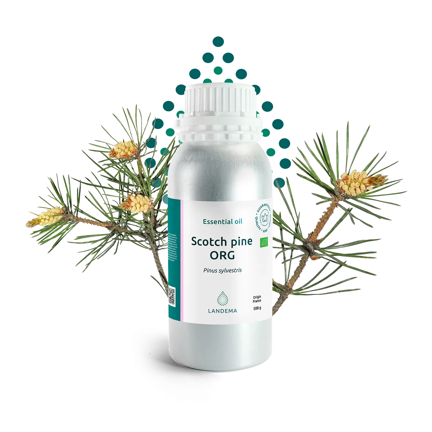 Scotch pine ORG