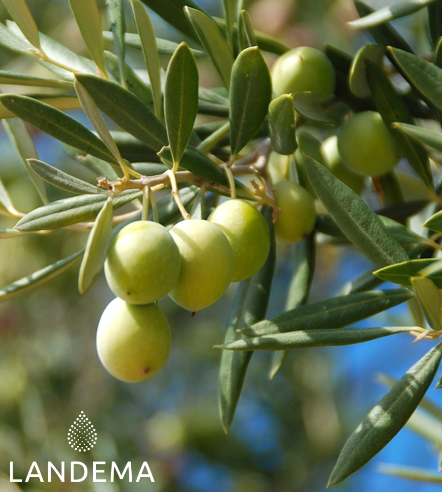 Olive extra virgin ORG