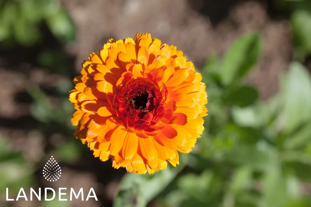 Calendula sur tournesol BIO