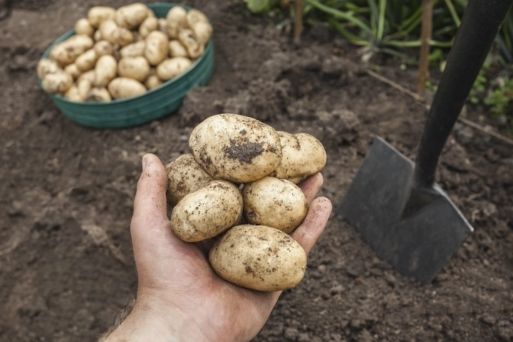 Essential oils for organic harvests