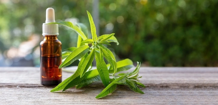 Verveine odorante ou exotique