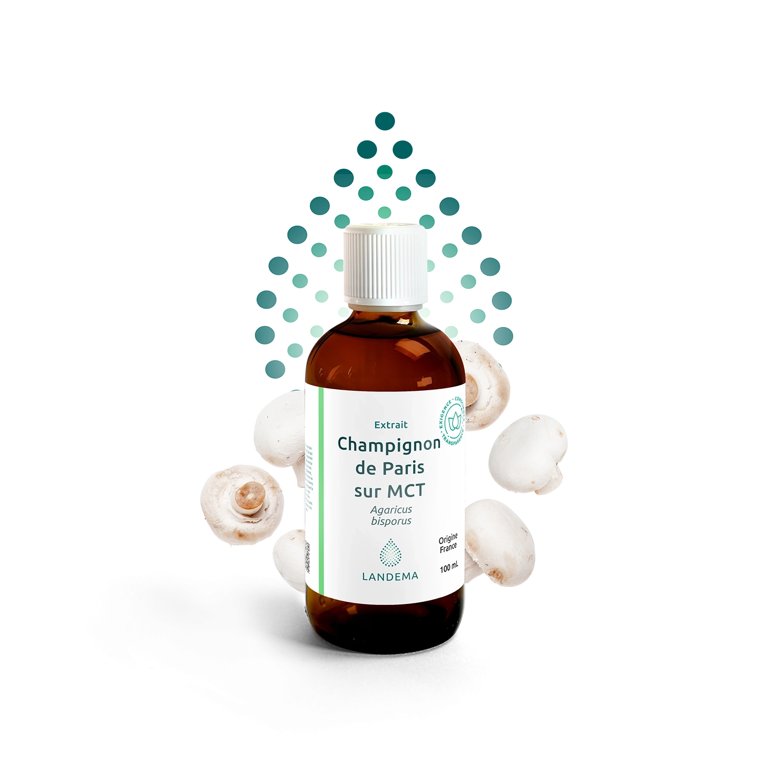 Champignon de Paris sur MCT