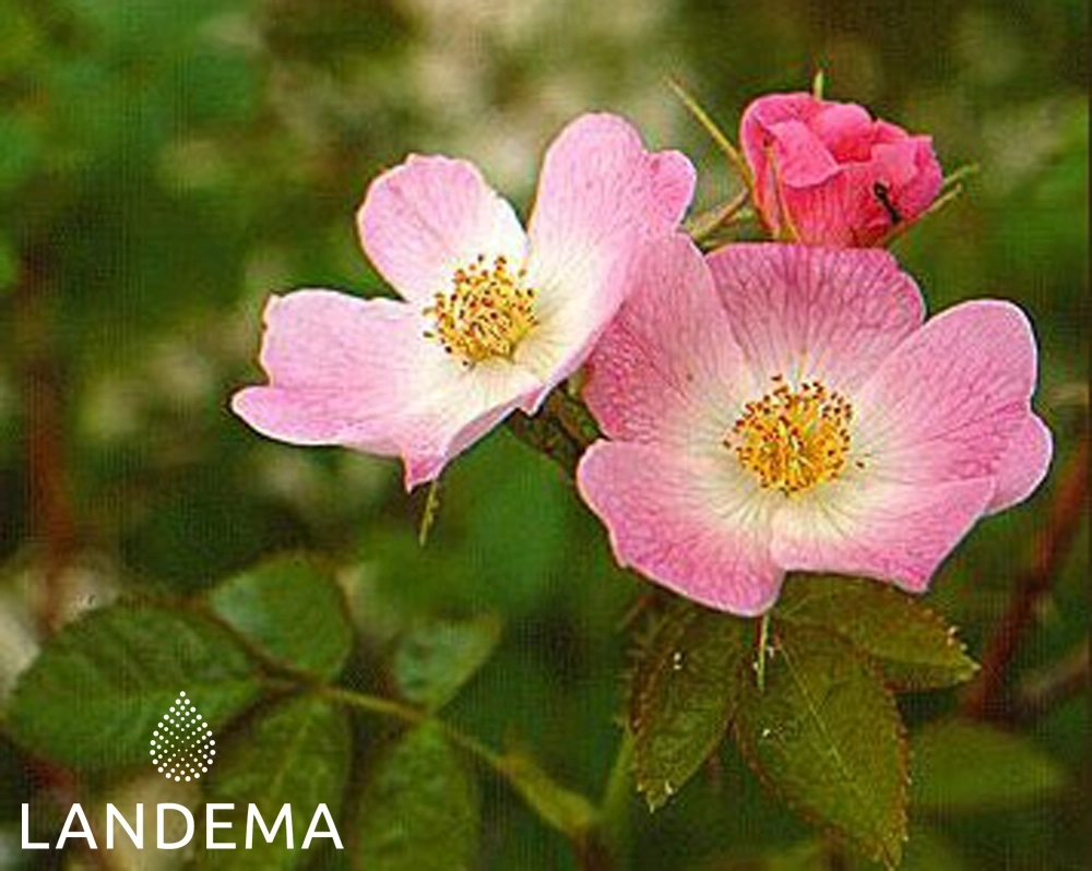 Rose musquée bio raff. COSMOS