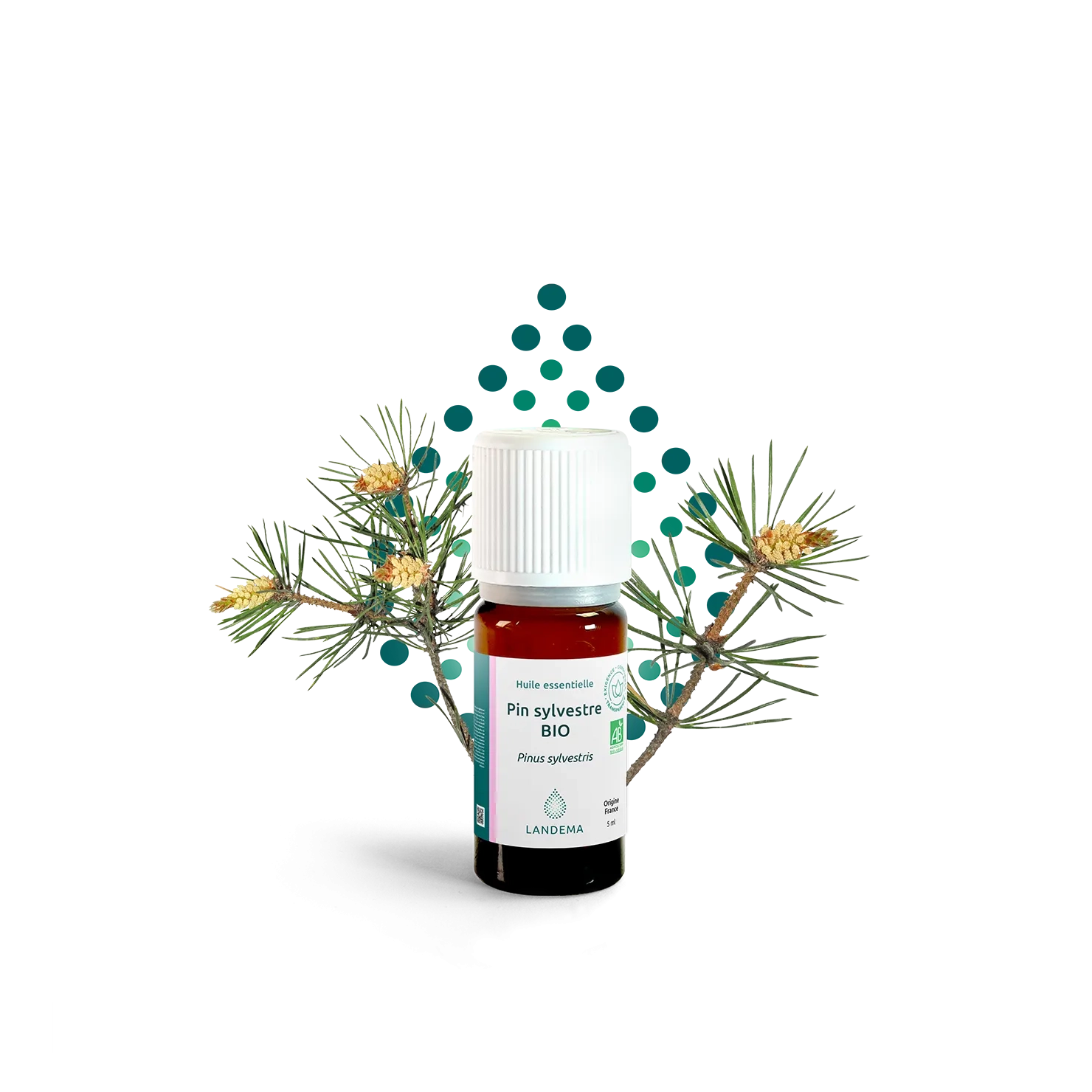 Pin sylvestre BIO