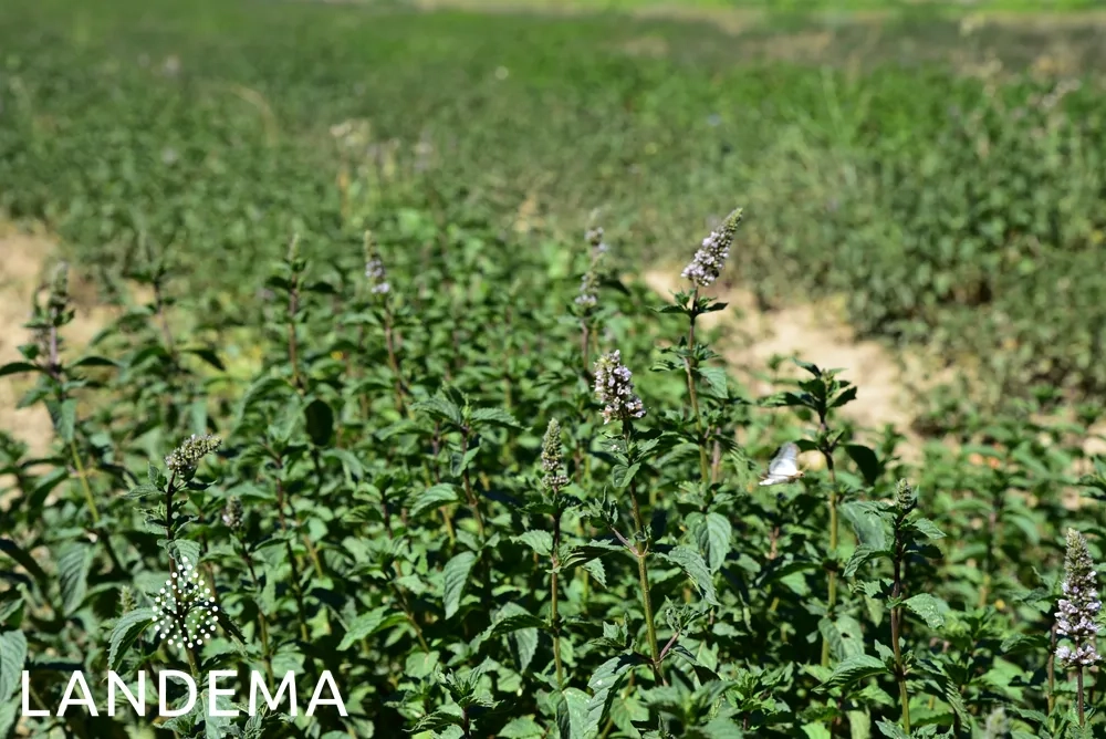 Menthe poivrée Eau Bio COS