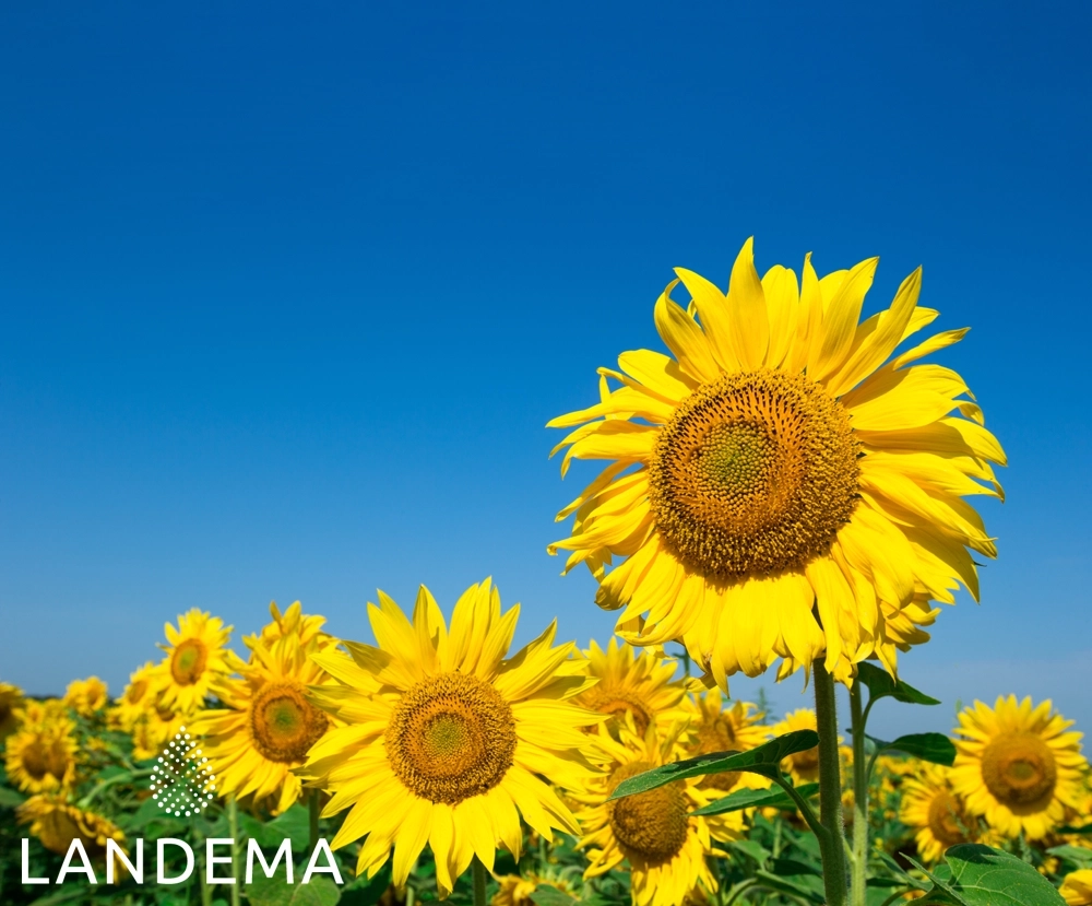 Tournesol oléique bio COSMOS