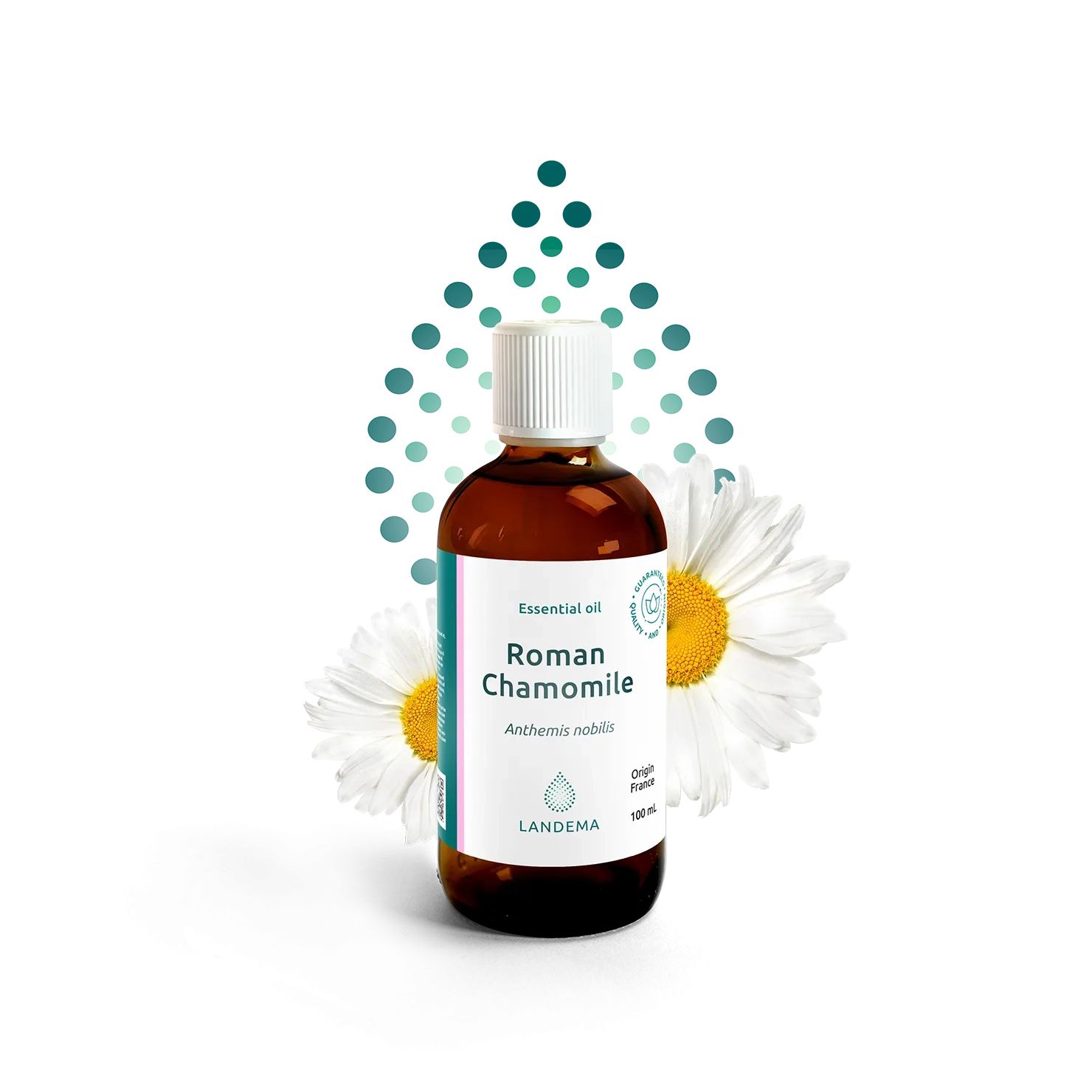 Roman chamomile