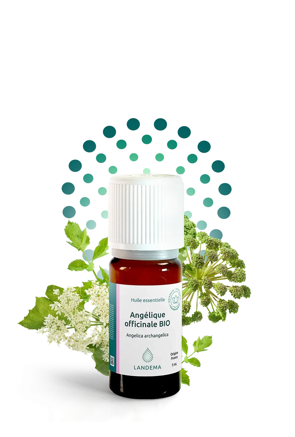 Angélique officinale BIO