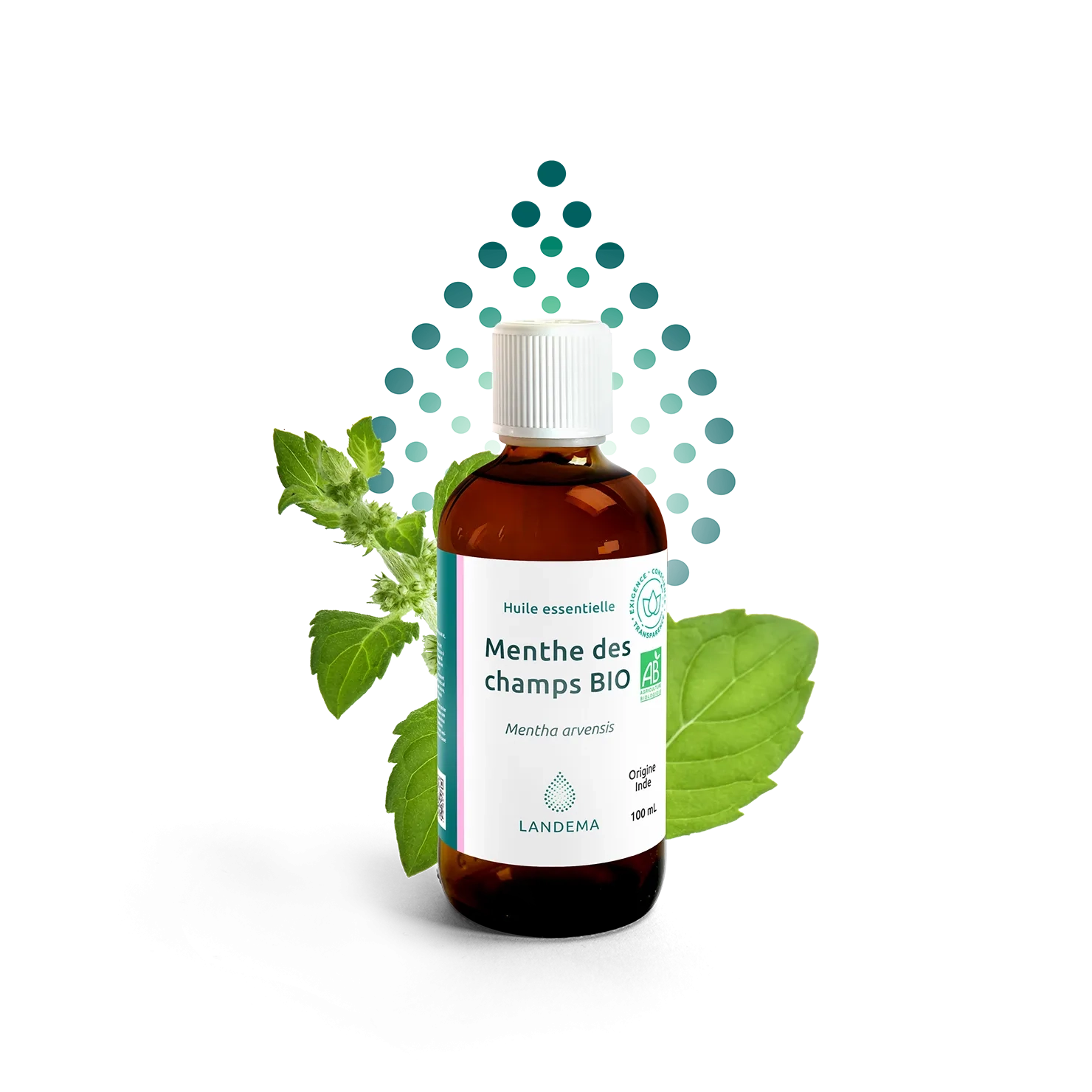 Menthe des champs BIO