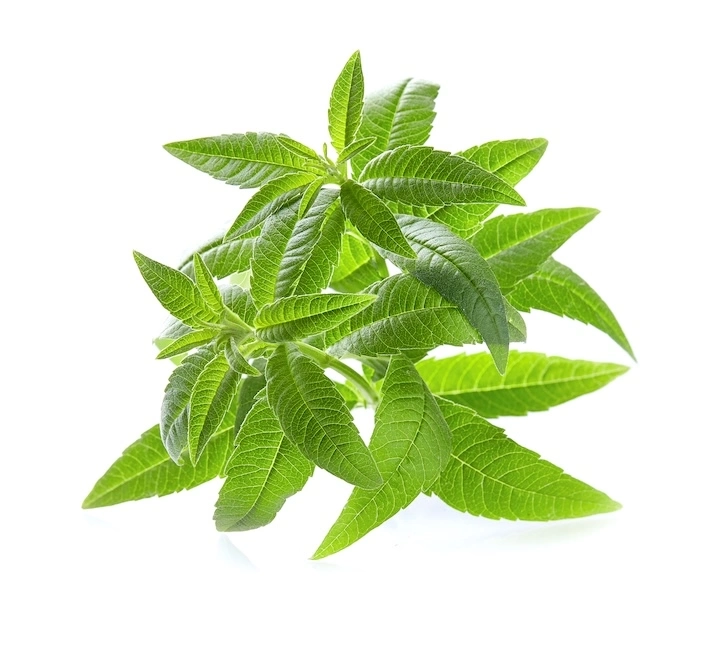 Verveine odorante ou exotique