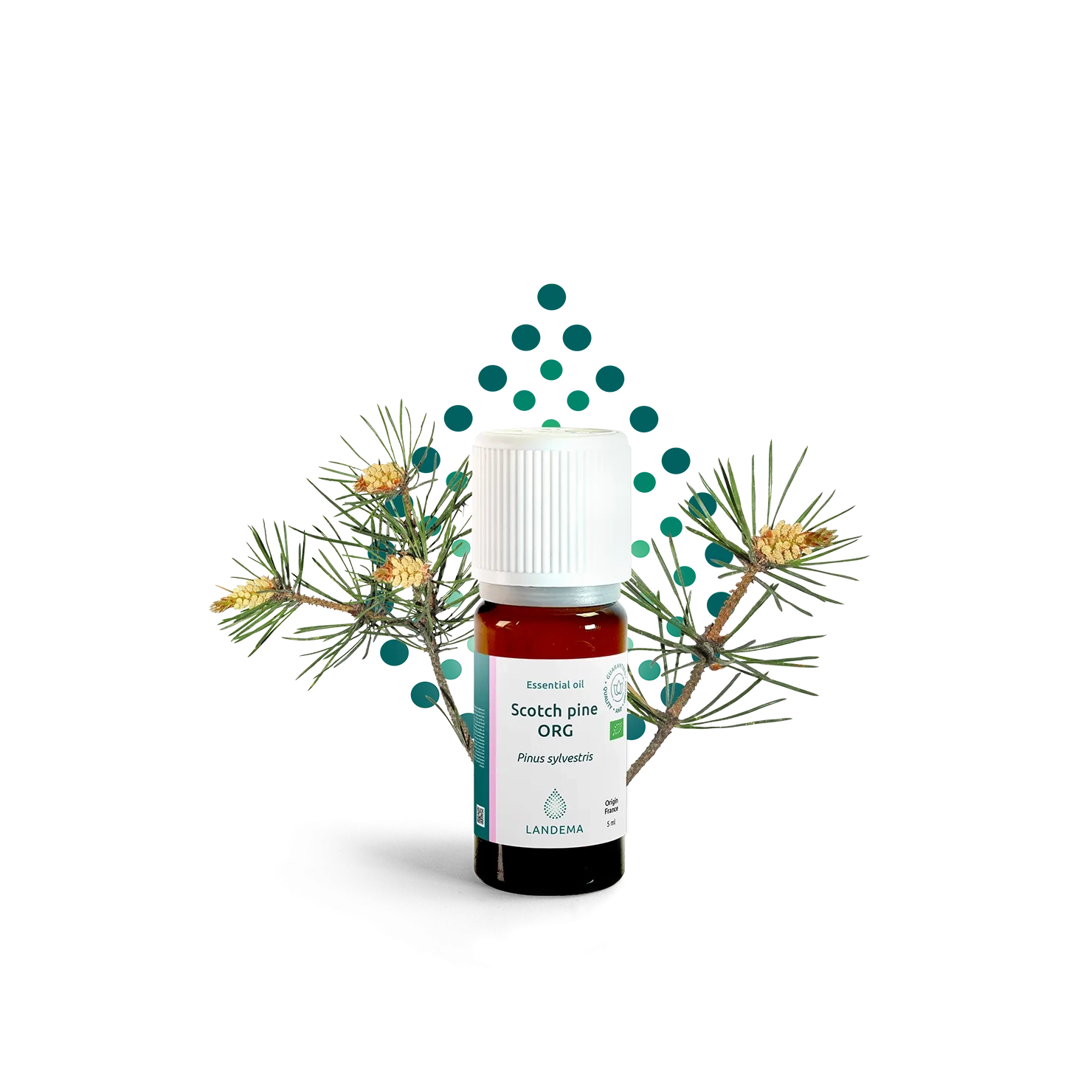 Scotch pine ORG