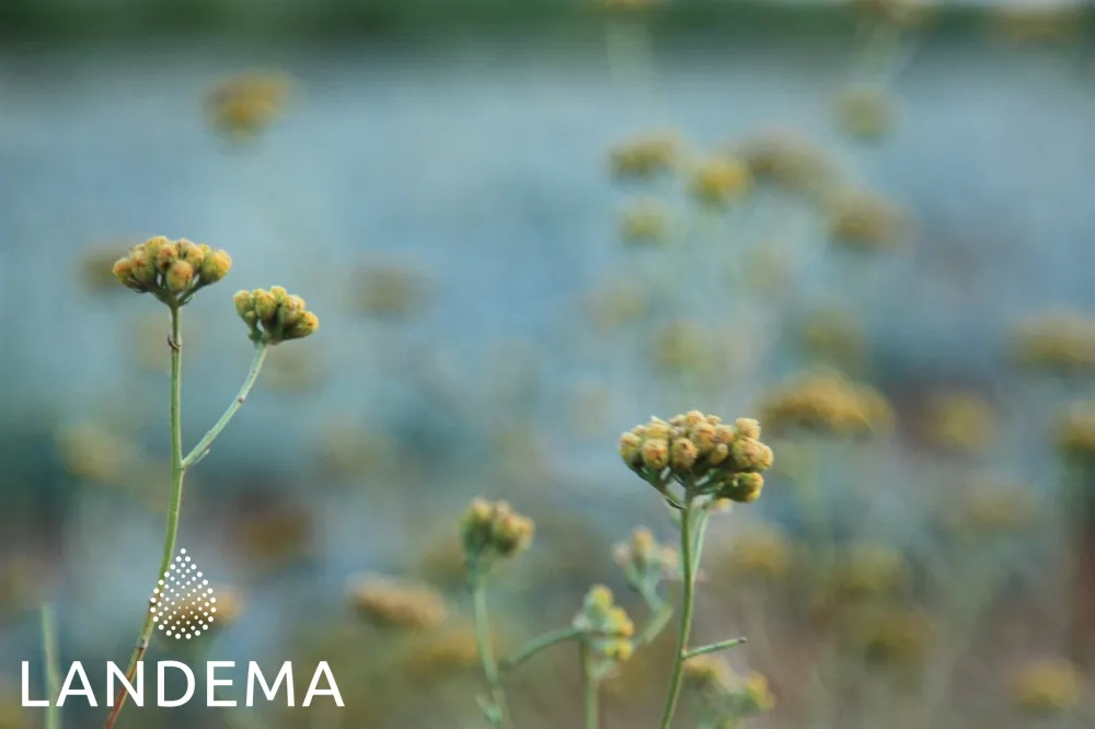 Blue tansy