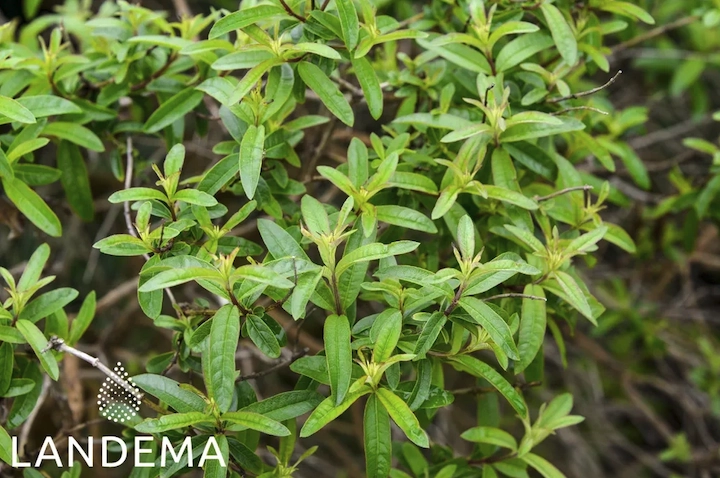 Verveine odorante ou exotique