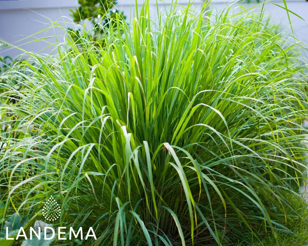 Lemongrass ORG FFL