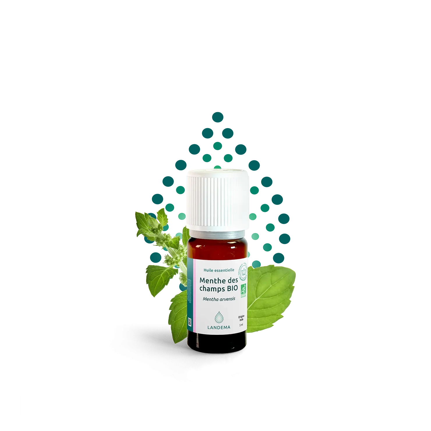 Menthe des champs BIO
