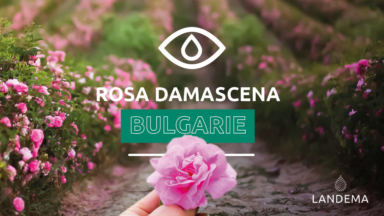 rose de bulgarie